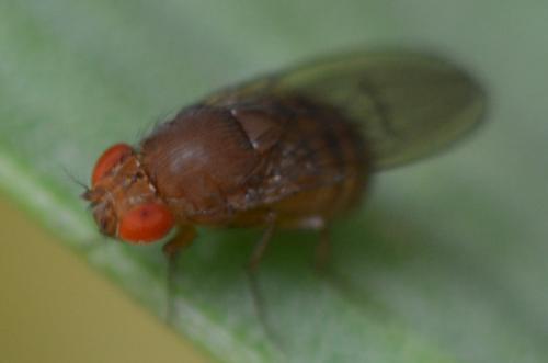Drosophila sp.